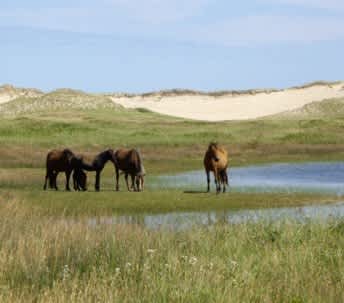 Sable Island National Park