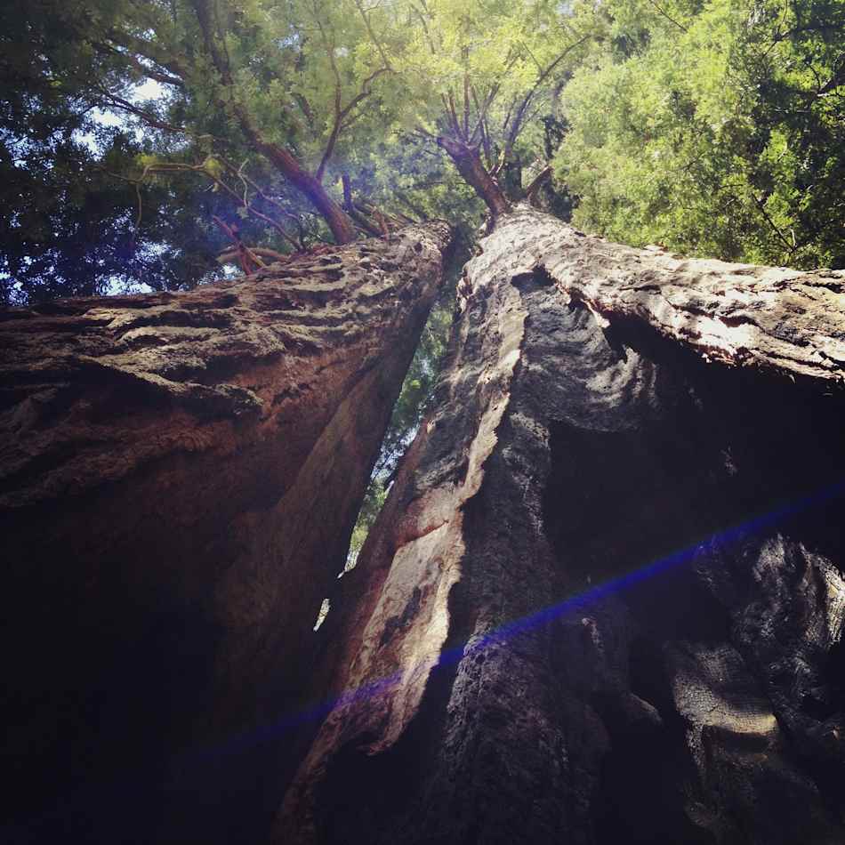 Big Basin Redwoods State Park