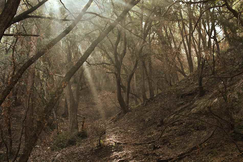 Angeles National Forest
