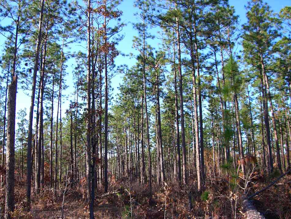 De Soto National Forest