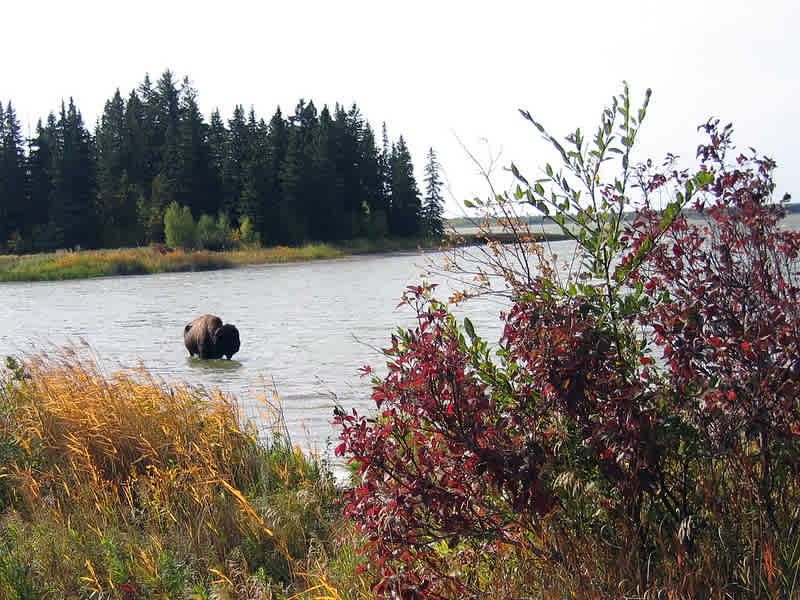 Elk Island National Park