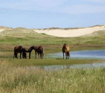 Sable Island National Park